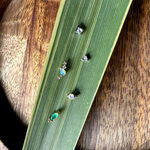 Small decorative stones on a green leaf with a wooden background
