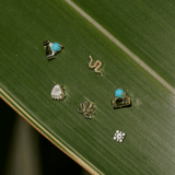 Beaded Flower Flat Back 14k White Gold